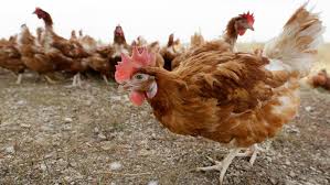 Avian influenza